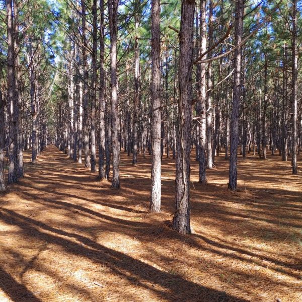 Straw Farm 1 Straw Farm 1