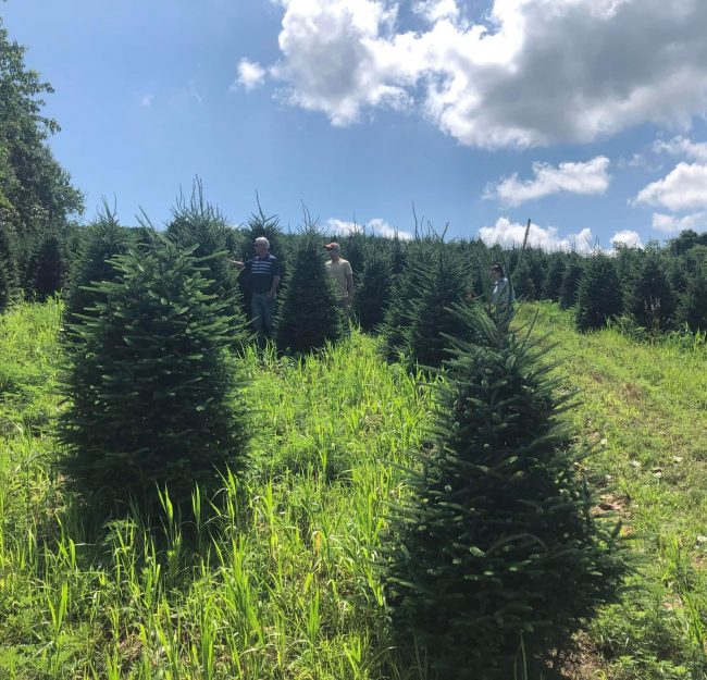 Straw Farm Christmas Trees SP Straw Farm Christmas Trees SP