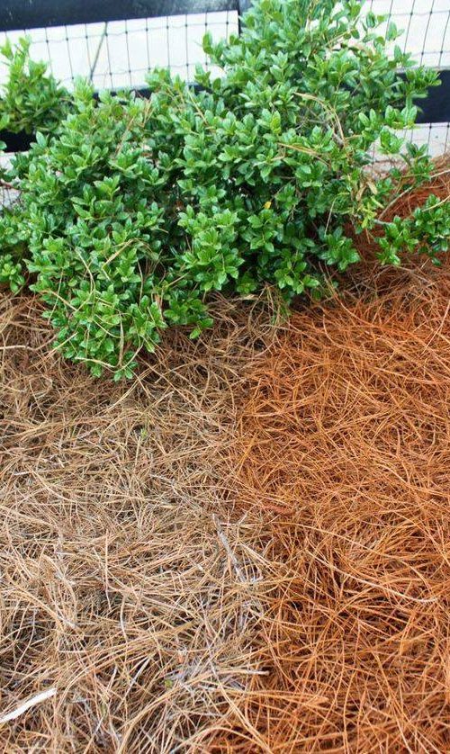 Straw Farm Pine Straw